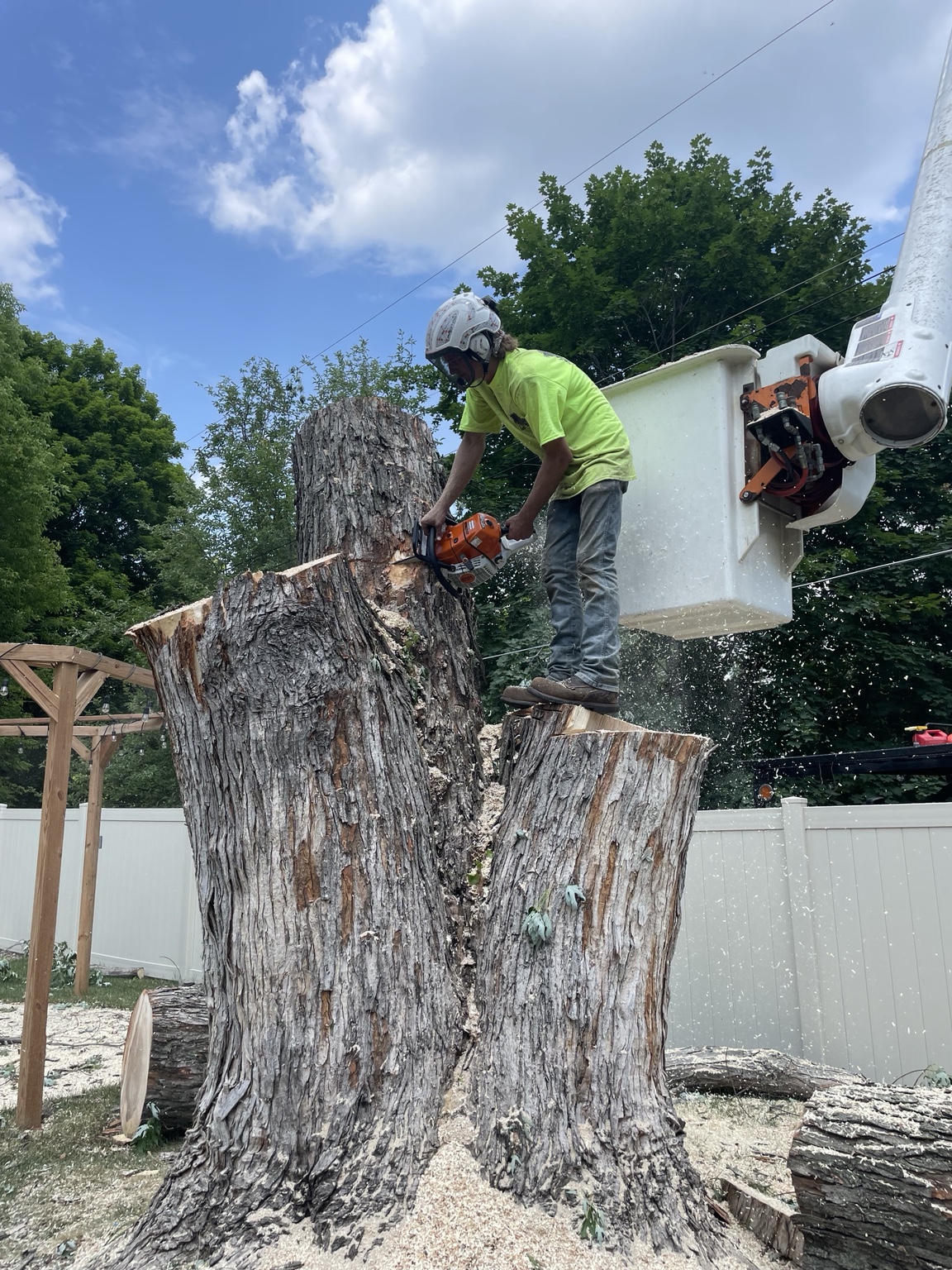 Bucket truck cutting a large tree trunk