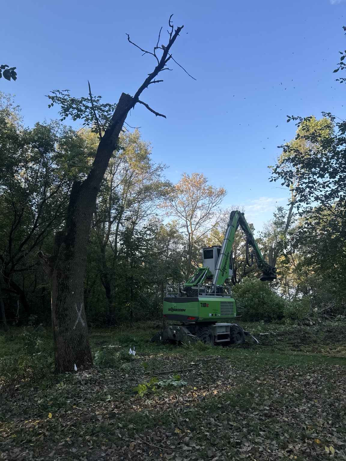 Large tree removal job with heavy equipment
