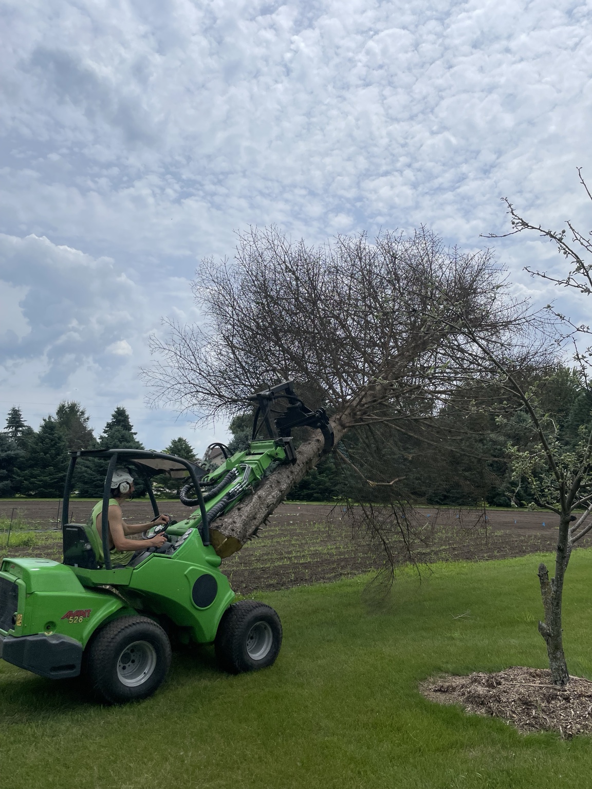 Loader carrying a cut tree trunk in a yard